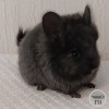 Тутси Ван Флаффи Фан
